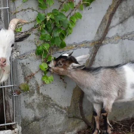 Сasa de vacaciones Deluxe Goldreh *