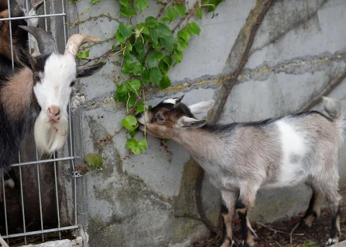 Nyaraló Deluxe Goldreh *