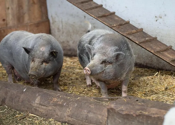 Deluxe Goldreh Nyaraló Kaltenbach