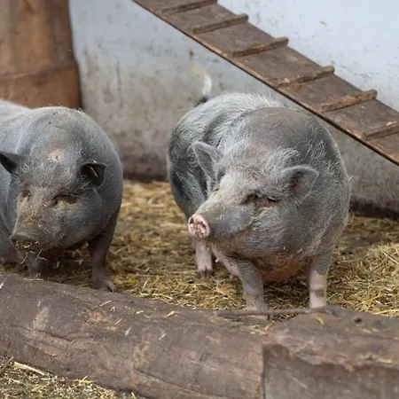 Deluxe Goldreh Semesterbostad Kaltenbach